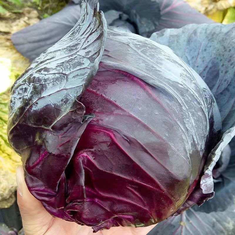 紫甘蓝秧苗紫甘蓝包菜苗卷心活苗春秋盆栽高产蔬菜苗新鲜包头菜苗