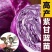 紫甘蓝秧苗紫甘蓝包菜苗卷心活苗春秋盆栽高产蔬菜苗新鲜包头菜苗