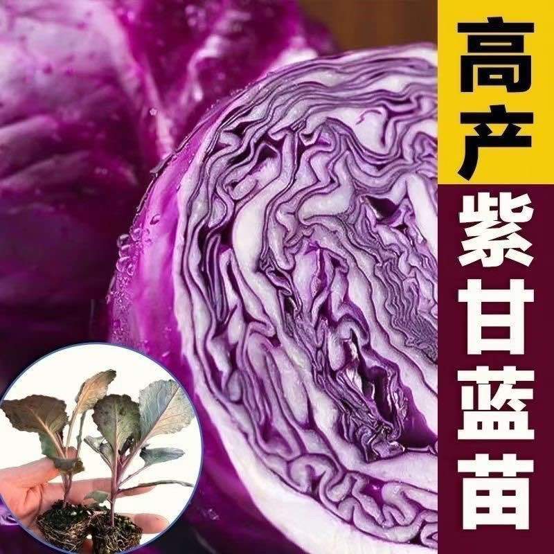 紫甘蓝秧苗紫甘蓝包菜苗卷心活苗春秋盆栽高产蔬菜苗新鲜包头菜苗