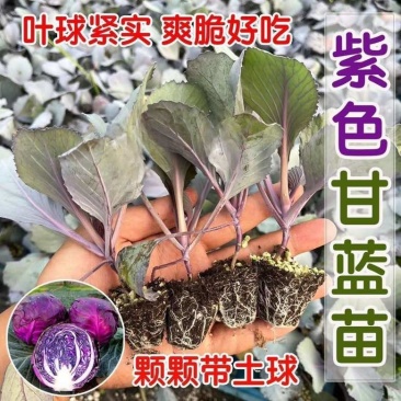 紫甘蓝秧苗紫甘蓝包菜苗卷心活苗春秋盆栽高产蔬菜苗新鲜包头菜苗