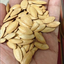 正宗美人甲南瓜子新疆特产批发零售电商专用一件玳发