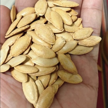 正宗美人甲南瓜子新疆特产批发零售电商专用一件玳发
