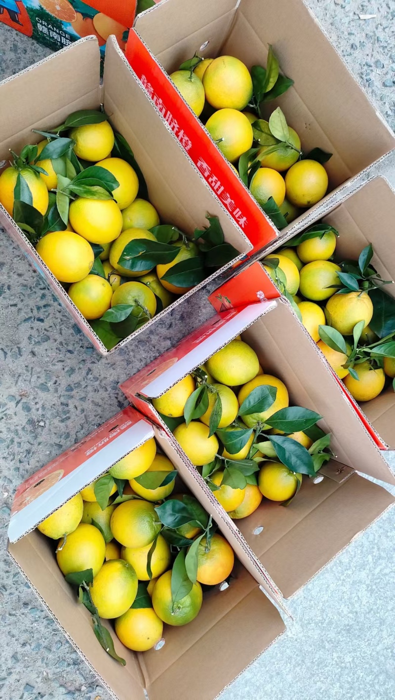 赣南脐橙