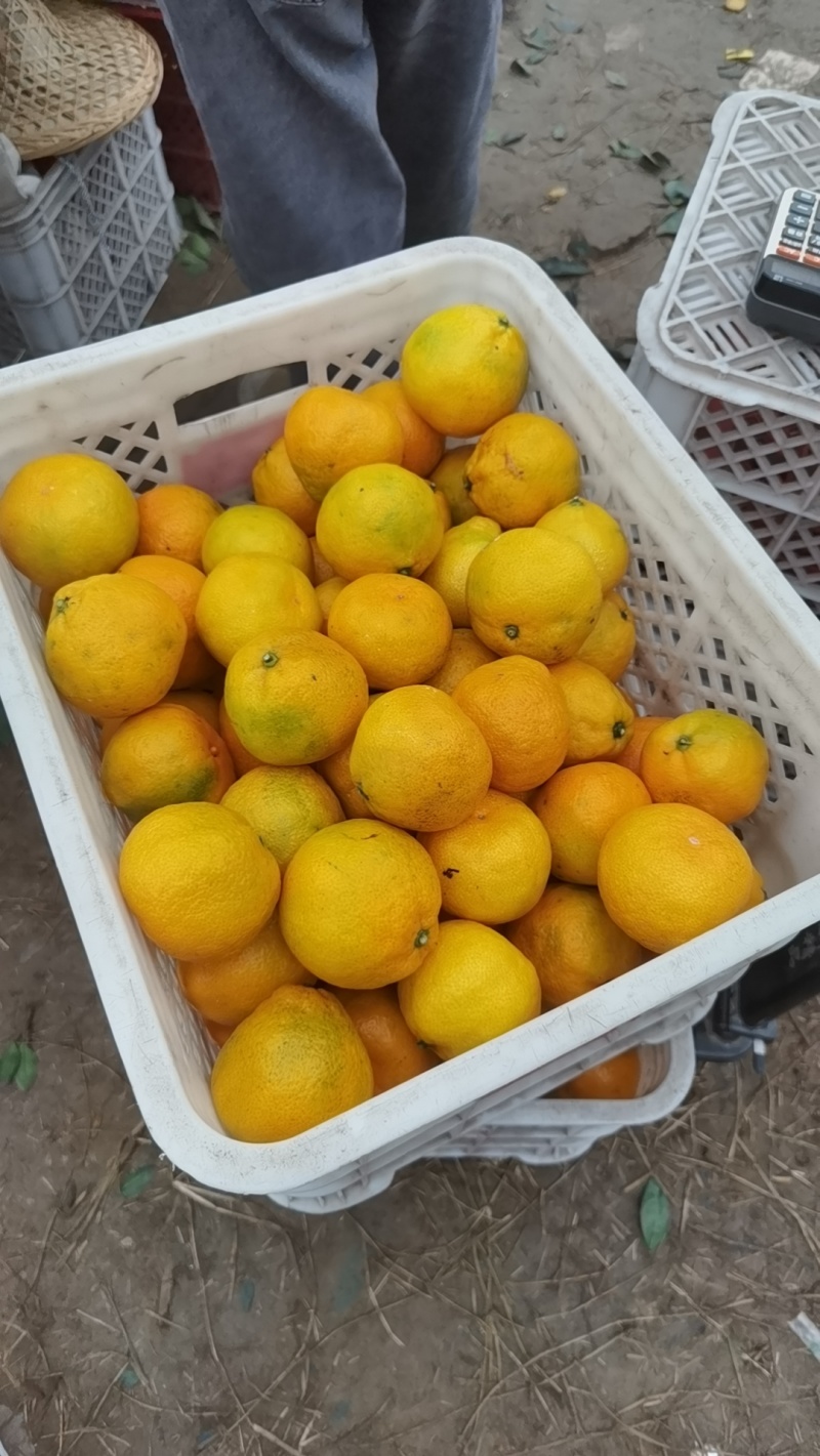 台州蜜桔
