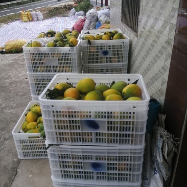 正真赣州南脐橙基地直发现货