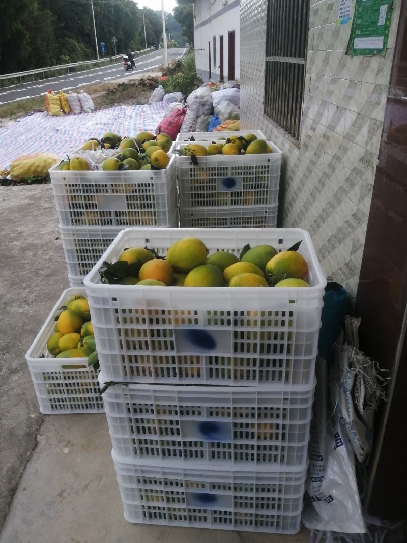 正真赣州南脐橙基地直发现货