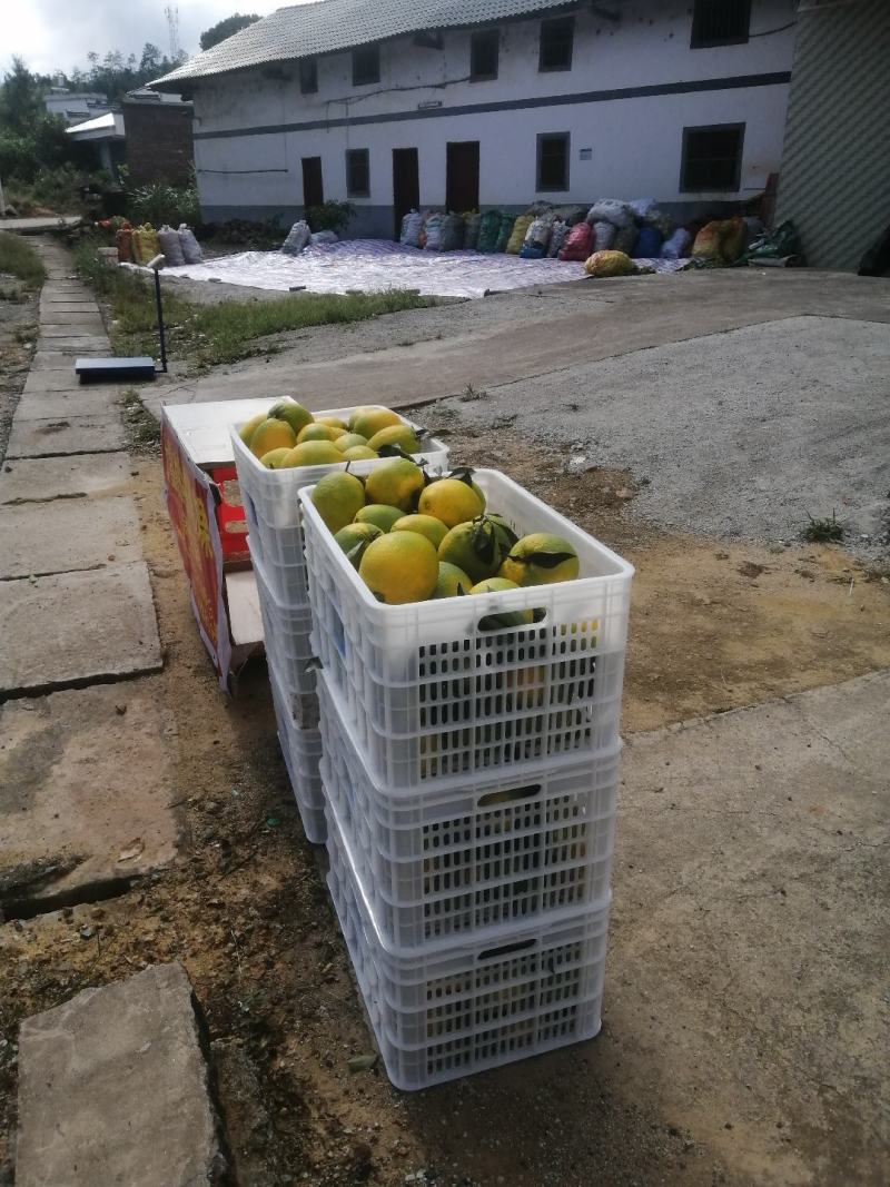 正真赣州南脐橙基地直发现货