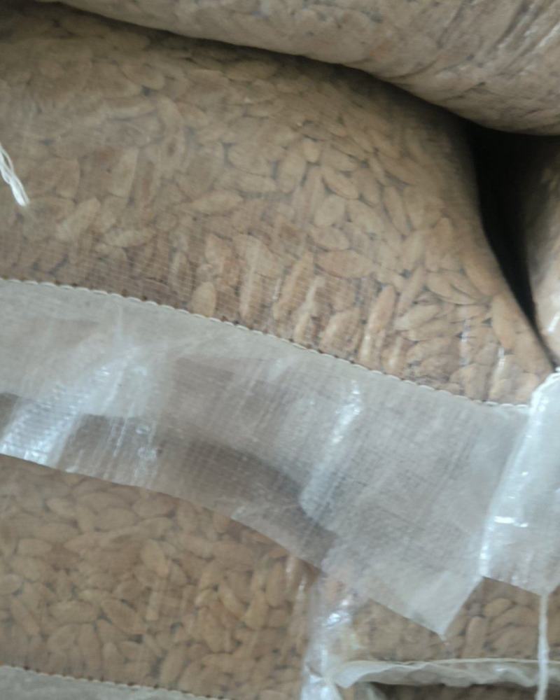 椒盐美甲南瓜子带壳