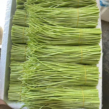 藜蒿