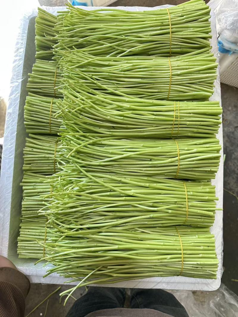 藜蒿