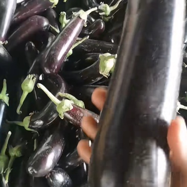 青把紫茄
