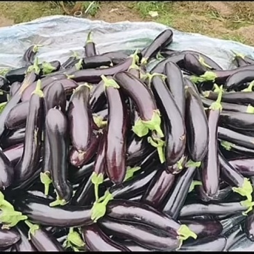 青把茄子大量现货产地直销