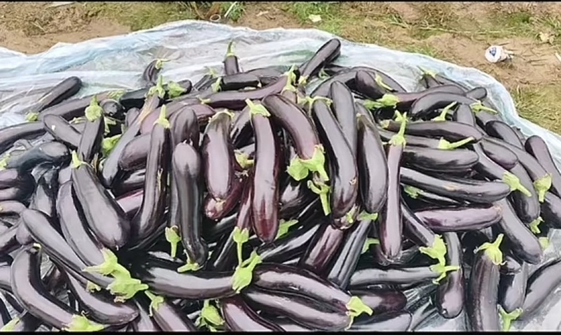青把茄子大量现货产地直销