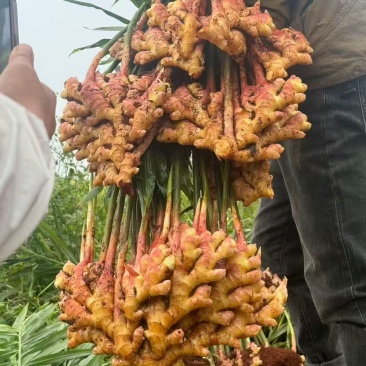 云南小黄姜二黄姜