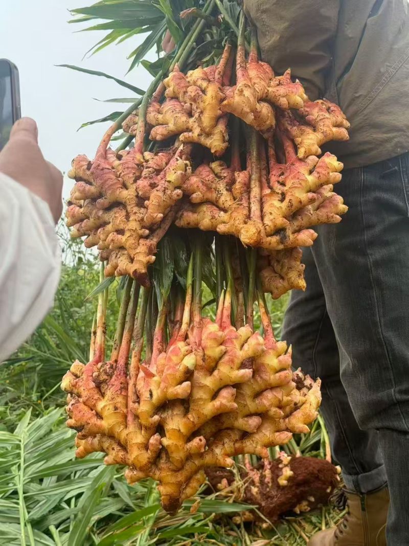 云南小黄姜二黄姜