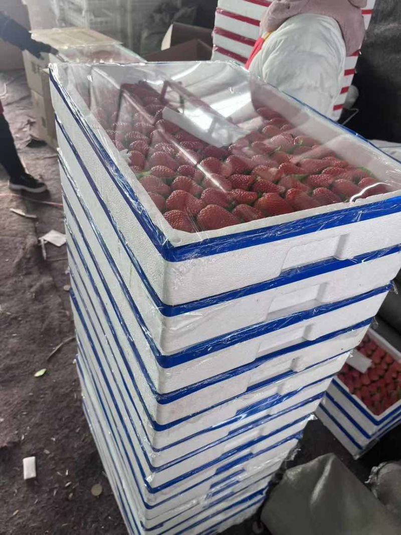 草莓掉钱啦