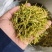 今年采收的山银花