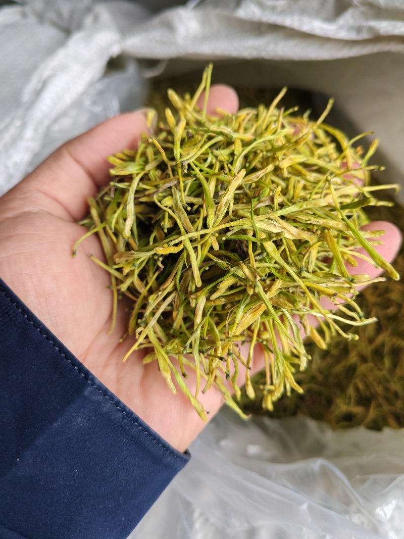 今年采收的山银花