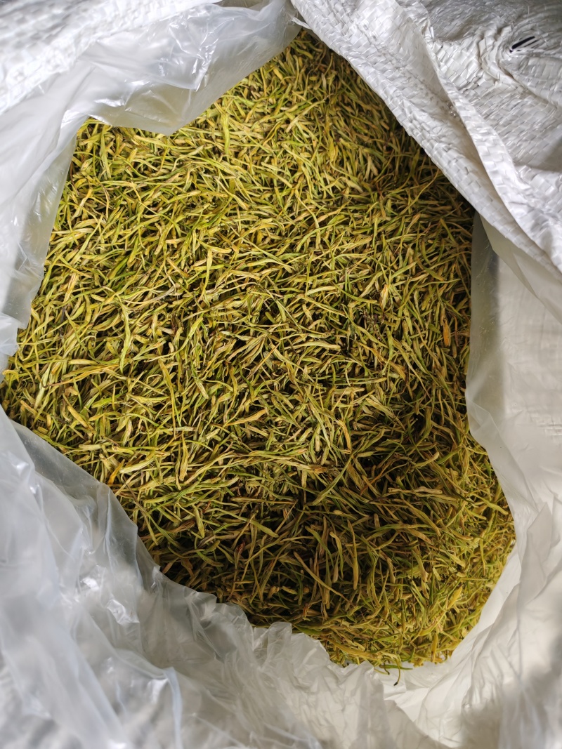 今年采收的山银花