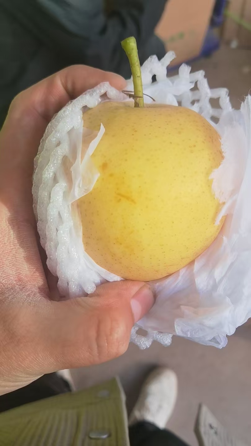 河北皇冠梨不抹药。60的