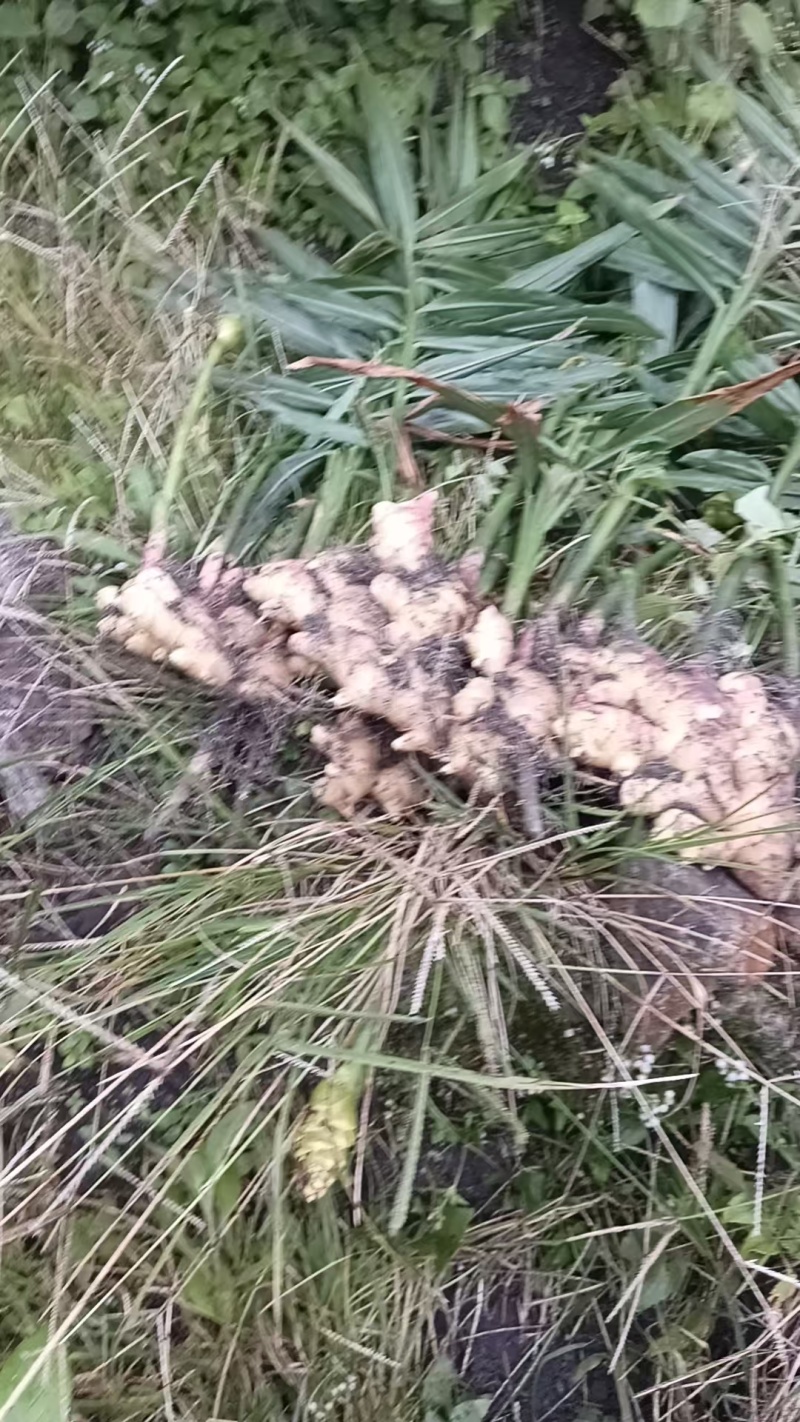 福建生姜