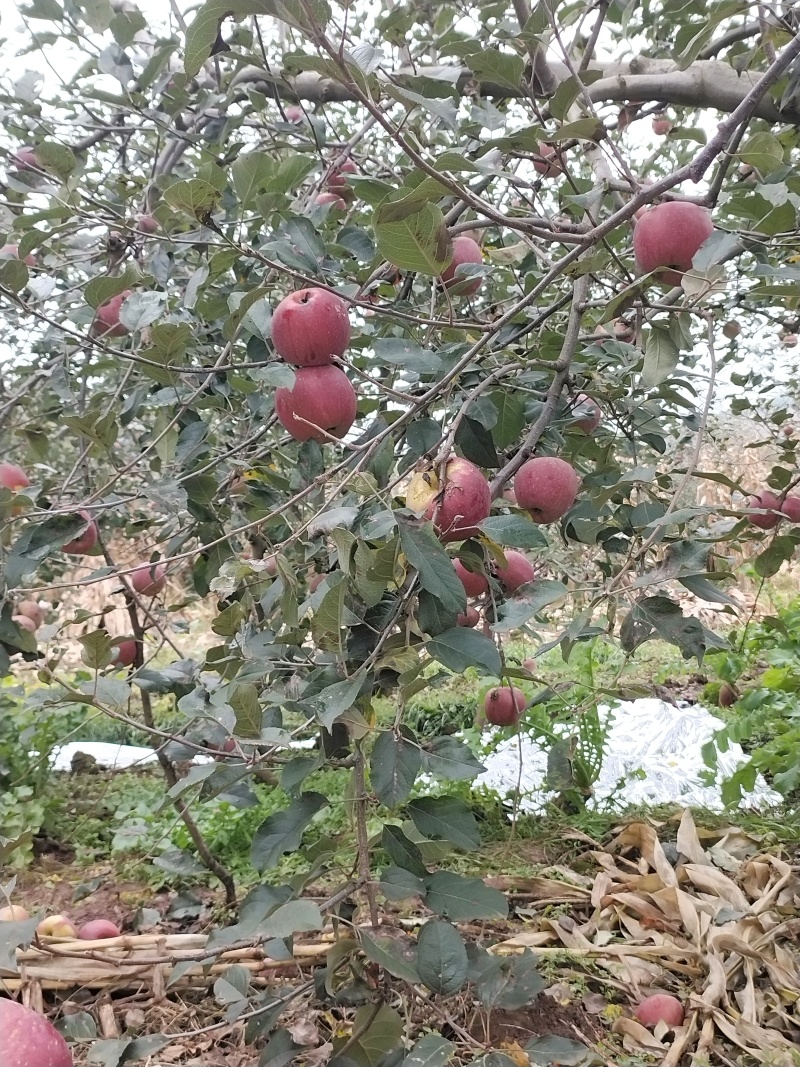 云南昭通糖心丑苹果，中大件可供选择