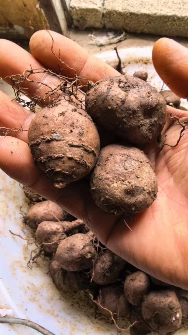 贵州精品三叶青原产地直销质量保证欢迎采购
