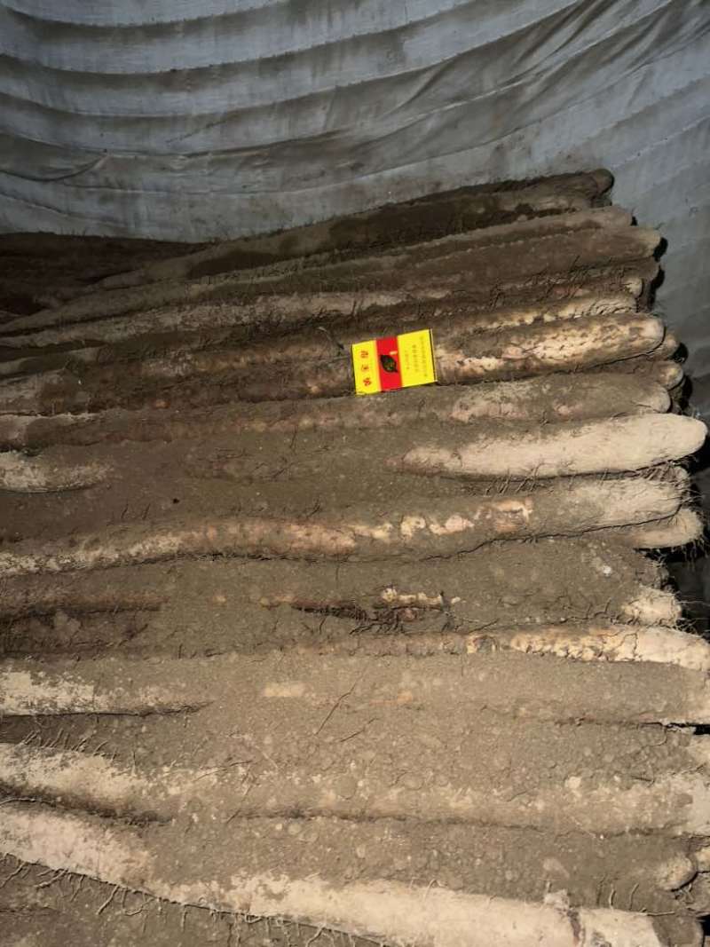 任泽区白玉山药