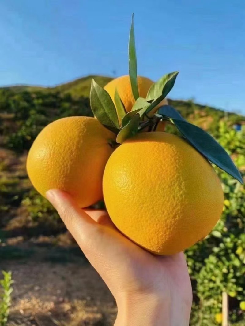 赣南脐橙