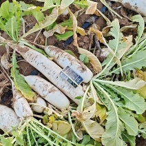 工厂货白萝卜价格便宜，有需要的可以联系。