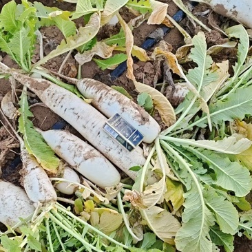 工厂货白萝卜价格便宜，有需要的可以联系。