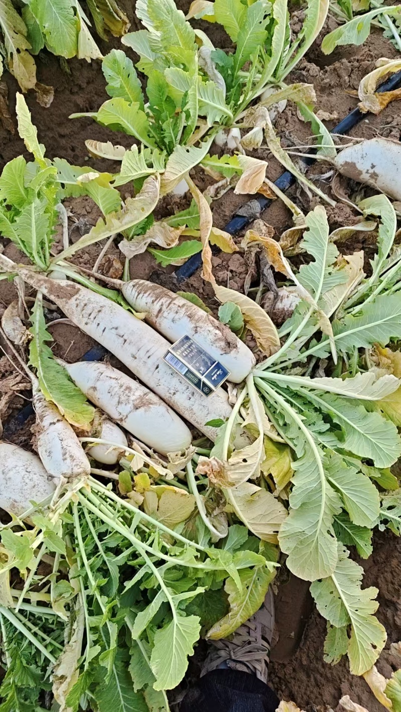 工厂货白萝卜价格便宜，有需要的可以联系。