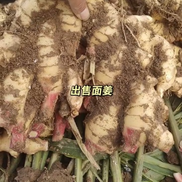 河北石家庄市赵县大面鲜生姜