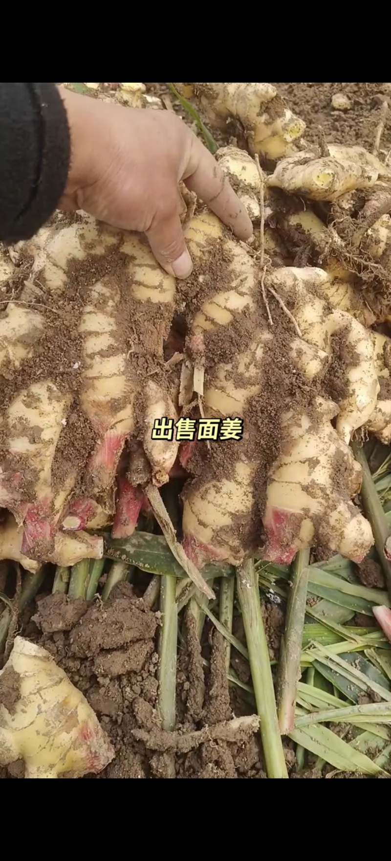 河北石家庄市赵县大面鲜生姜