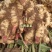 河北石家庄市赵县大面鲜生姜