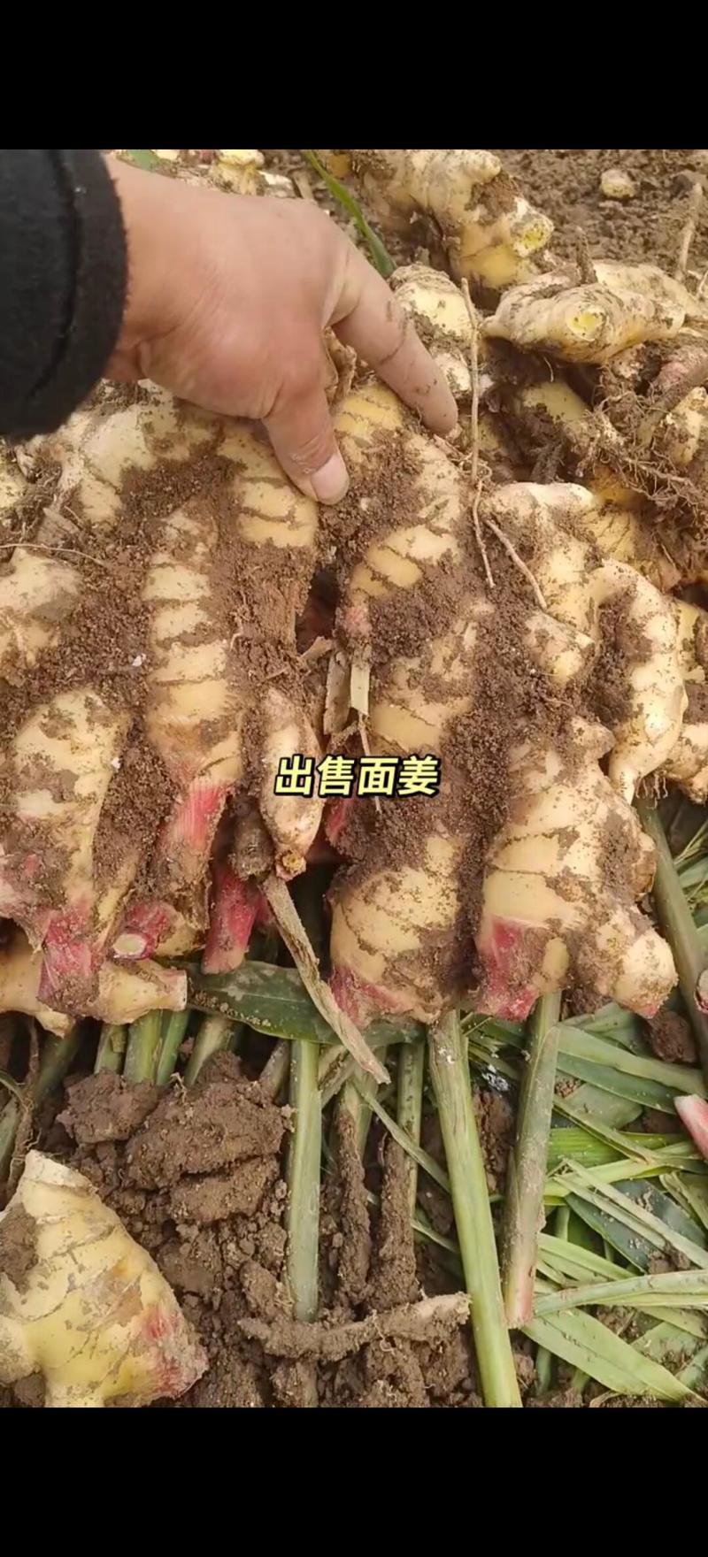 河北石家庄市赵县大面鲜生姜