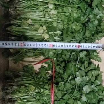 香菜