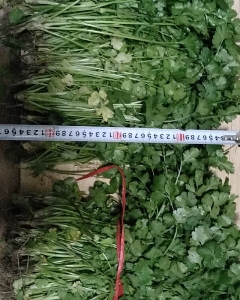 香菜
