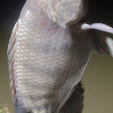 鱼