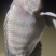 鱼