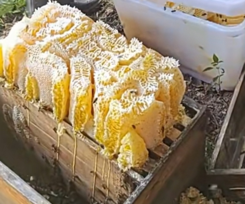 土蜂蜜