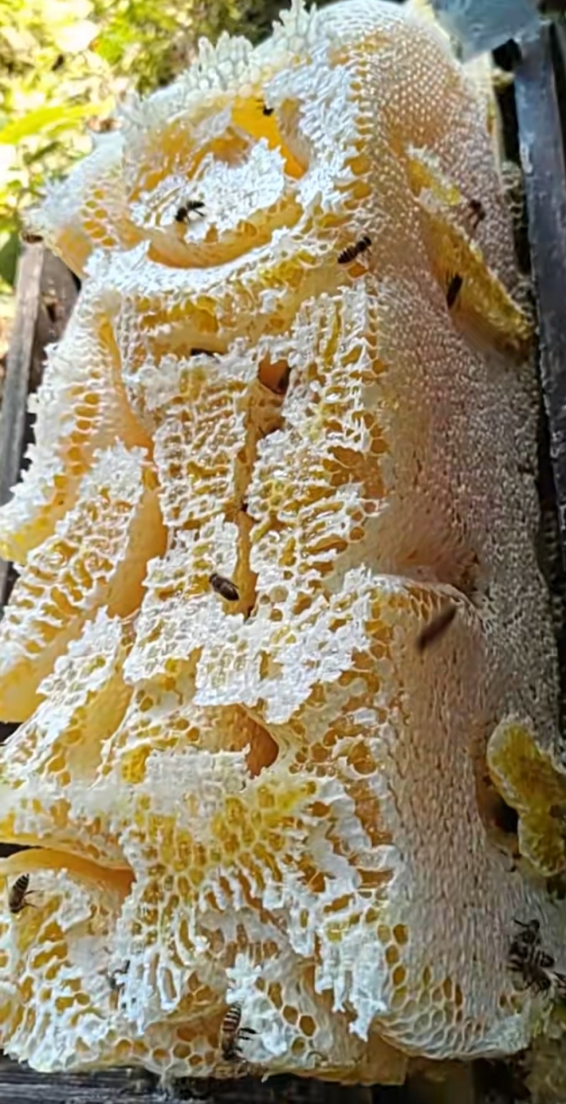 土蜂蜜