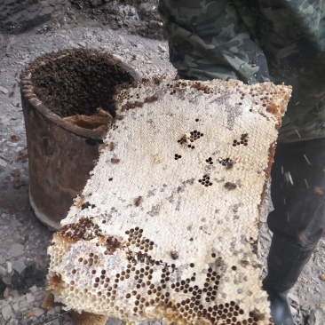 大山里正宗土蜂蜜，***无任何添加，一年只取一次