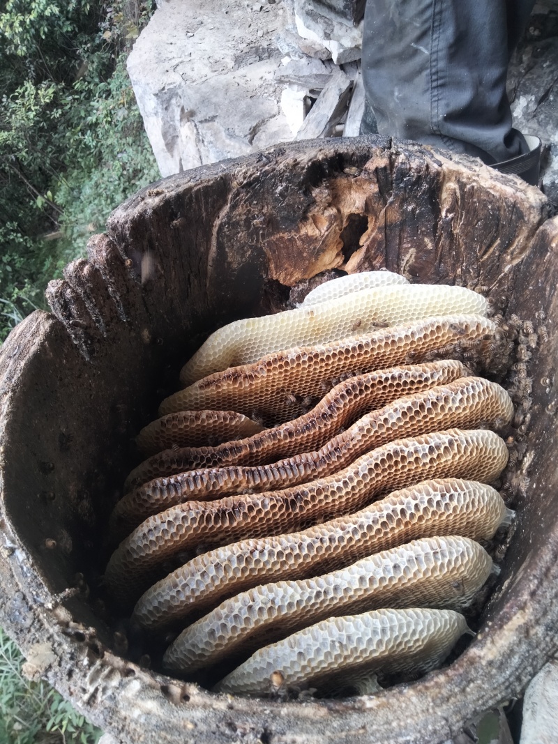 大山里正宗土蜂蜜，***无任何添加，一年只取一次