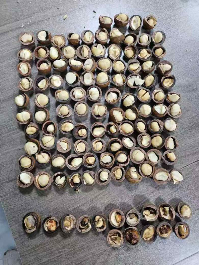 夏威夷果电商货一件代发大货批发