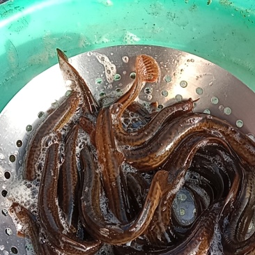 泥鳅鱼