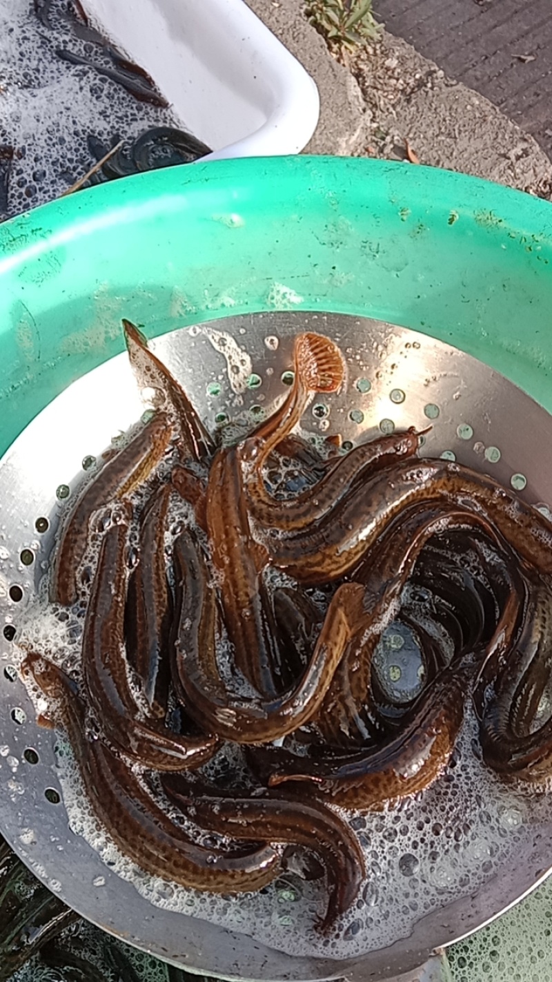 泥鳅鱼