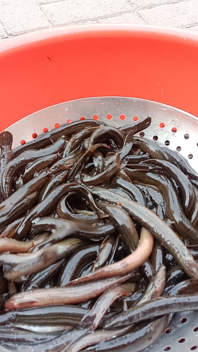 泥鳅鱼