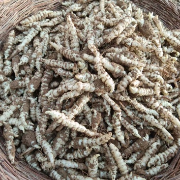 螺丝菜上线了！