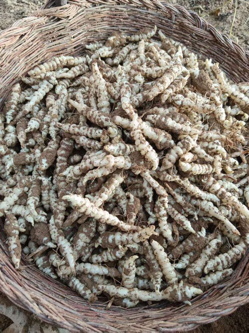 螺丝菜上线了！